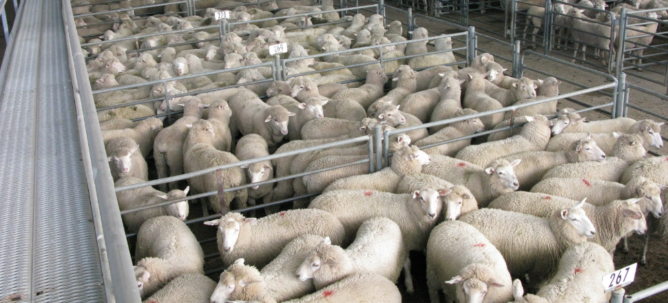 Improving oversight of live animal exports