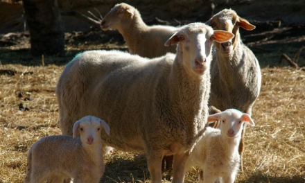 Lamb learnings hit the mark at Avoca and Edenhope