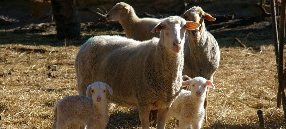 Wool in far western NSW: a road map for diversification