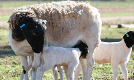 Export demand underpins record sheepmeat prices