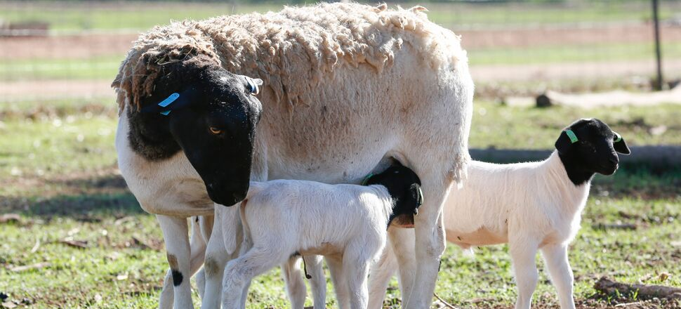 Export demand underpins record sheepmeat prices