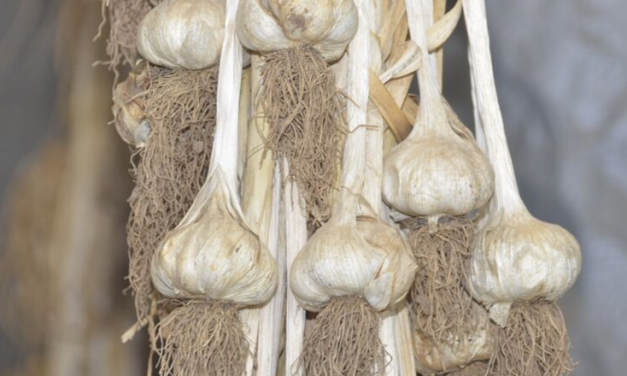Jail Time for the illegal importation of garlic bulbs