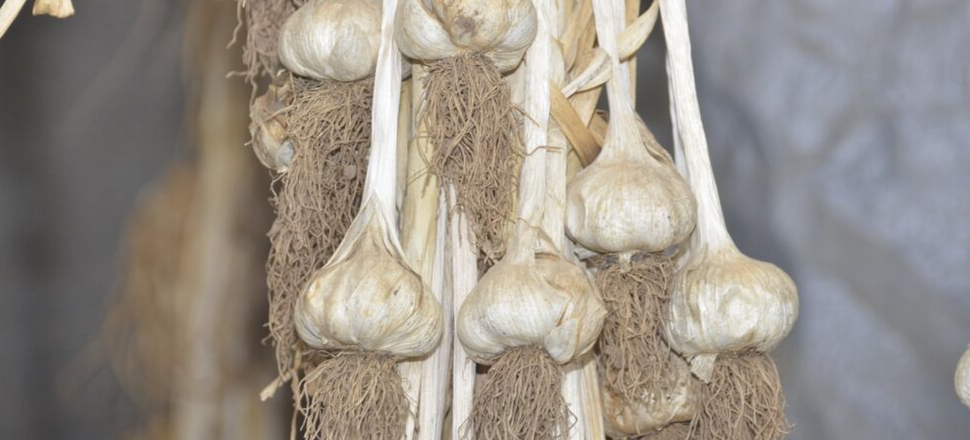 Jail Time for the illegal importation of garlic bulbs