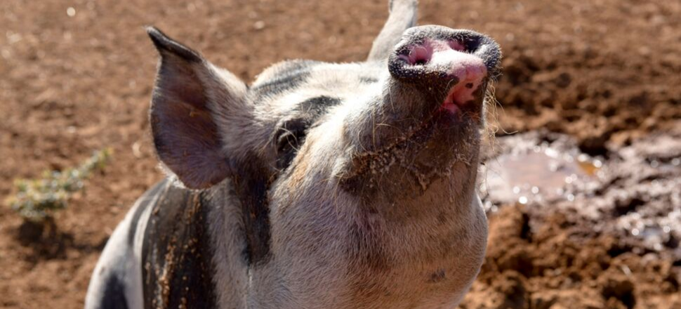 Herds of pigs, pet pigs and holiday pigs all need a PIC