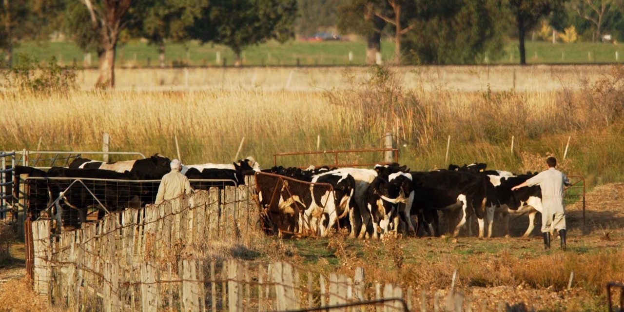 Anthrax vaccination reminder for NSW farmers