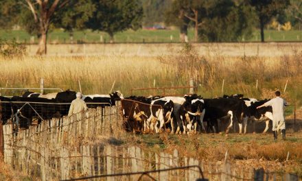 Anthrax vaccination reminder for NSW farmers