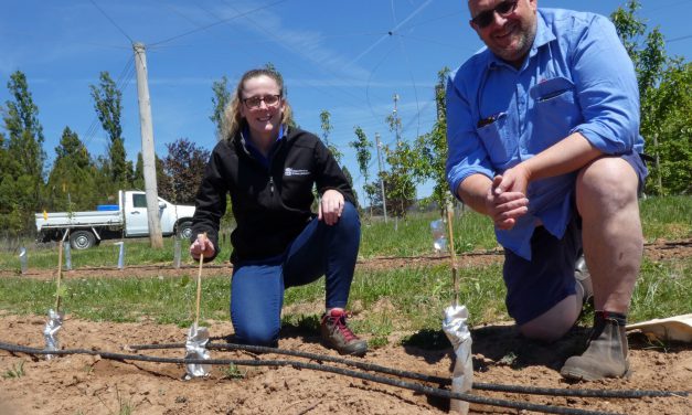 Cider expansion supported by new supply