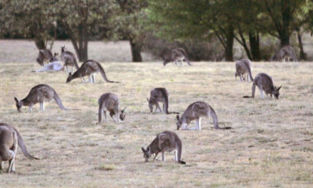 VFF welcomes permanent kangaroo management program