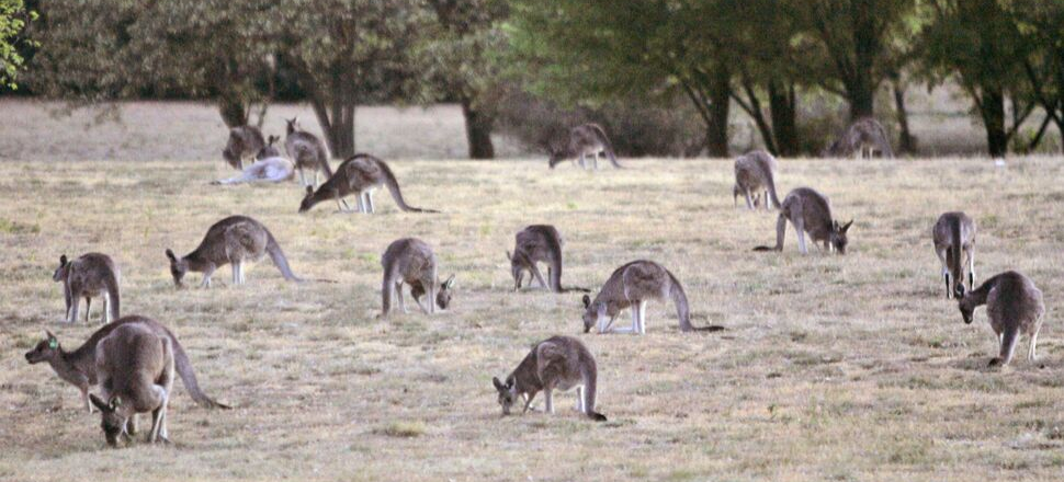 VFF welcomes permanent kangaroo management program