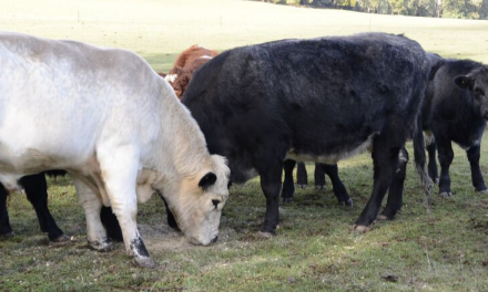 Australia’s livestock producers turning data into dollars