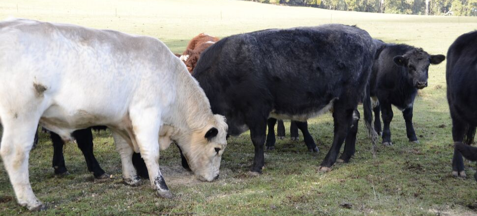 Australia’s livestock producers turning data into dollars