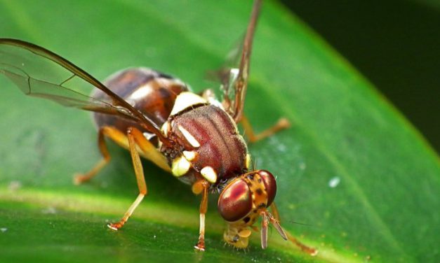 Wanted: Hairy, motivated flies to pollinate crops