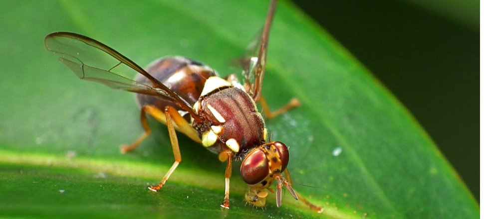 Wanted: Hairy, motivated flies to pollinate crops