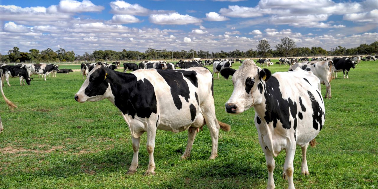 Australian Dairy Farmers statement on re-regulating the dairy industry