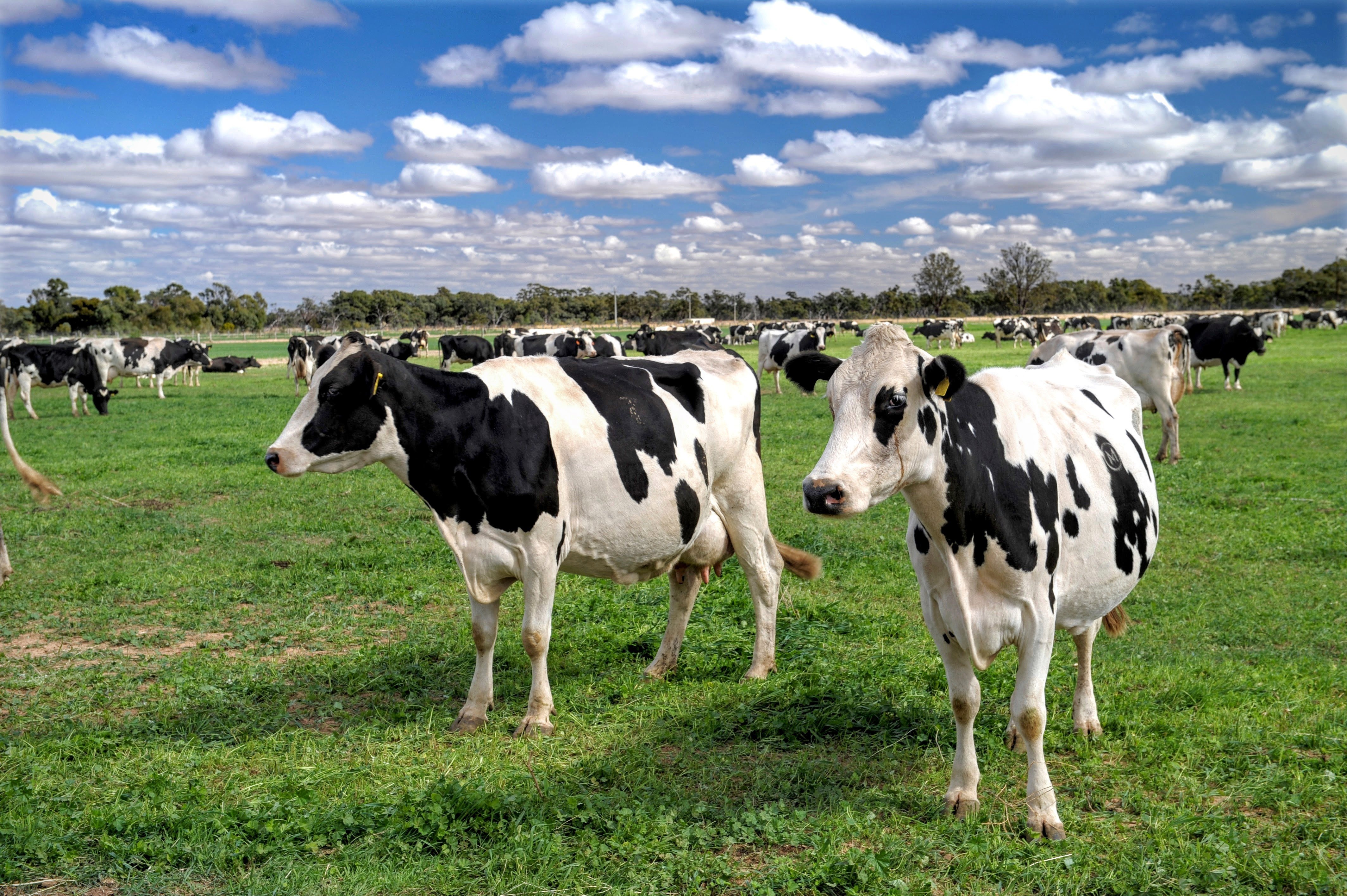 australian-dairy-farmers-statement-on-re-regulating-the-dairy-industry