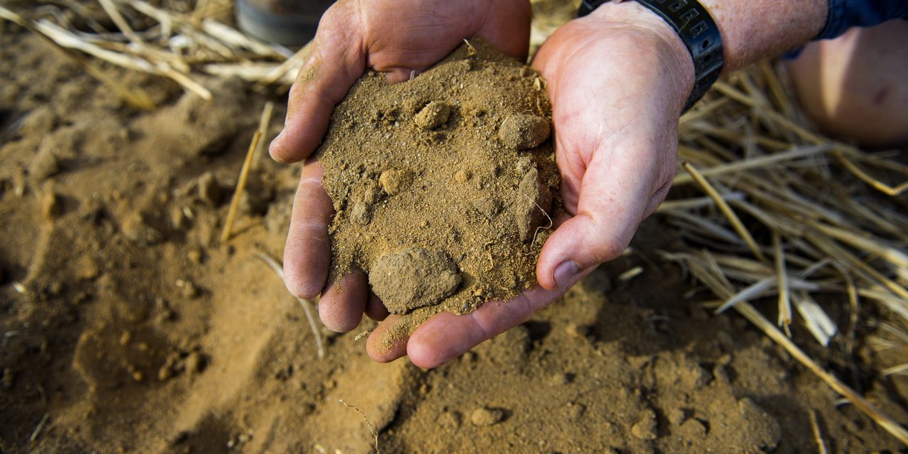 WA farmer using dung beetle and cattle manure to tackle climate-change