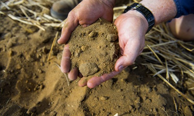 WA farmer using dung beetle and cattle manure to tackle climate-change