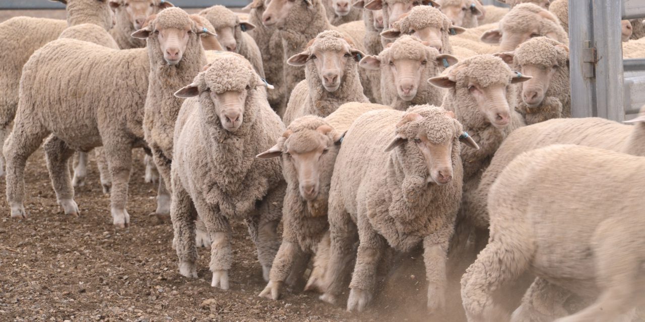 Dunedin company set to prototype world-first sheep facial recognition