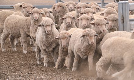 Dunedin company set to prototype world-first sheep facial recognition