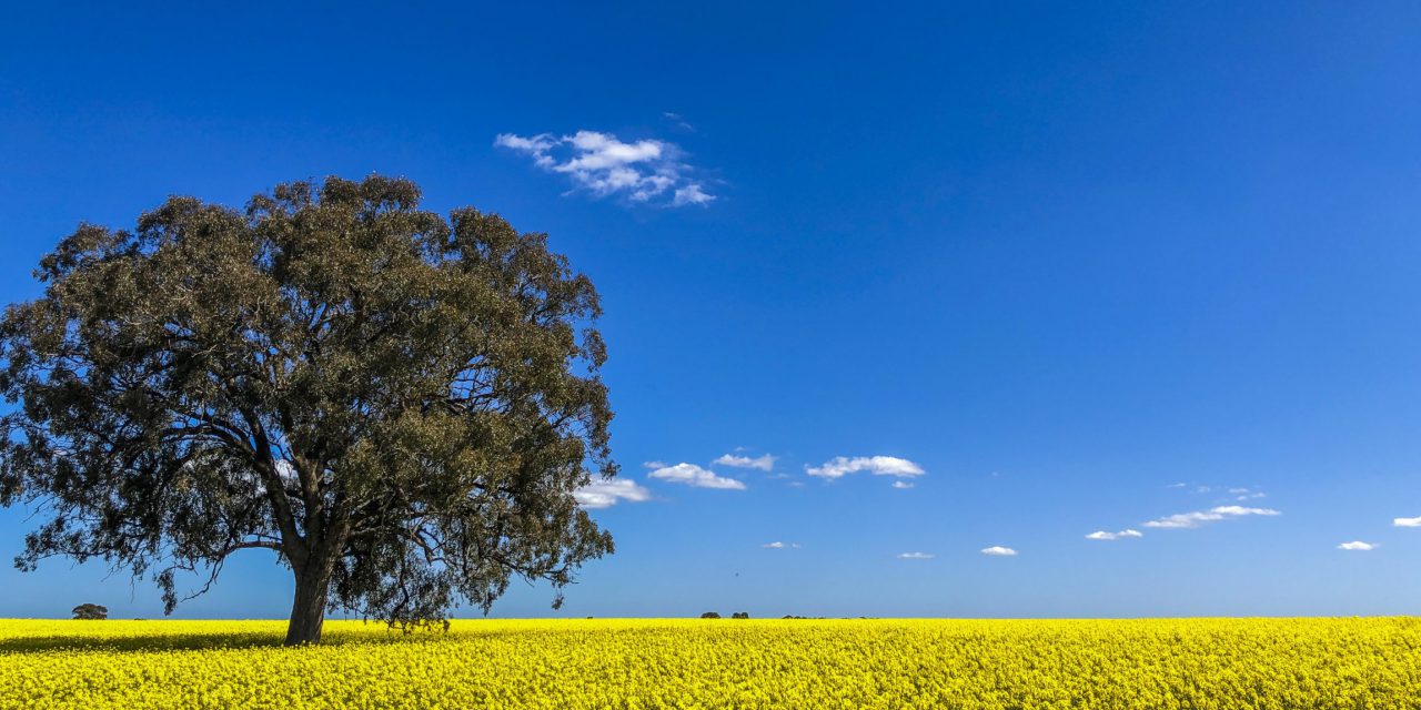 Advice available on minimising canola losses