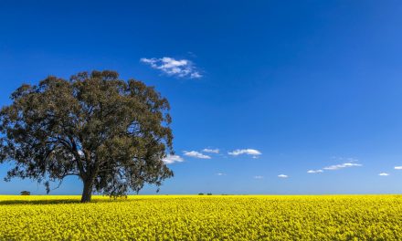 Advice available on minimising canola losses