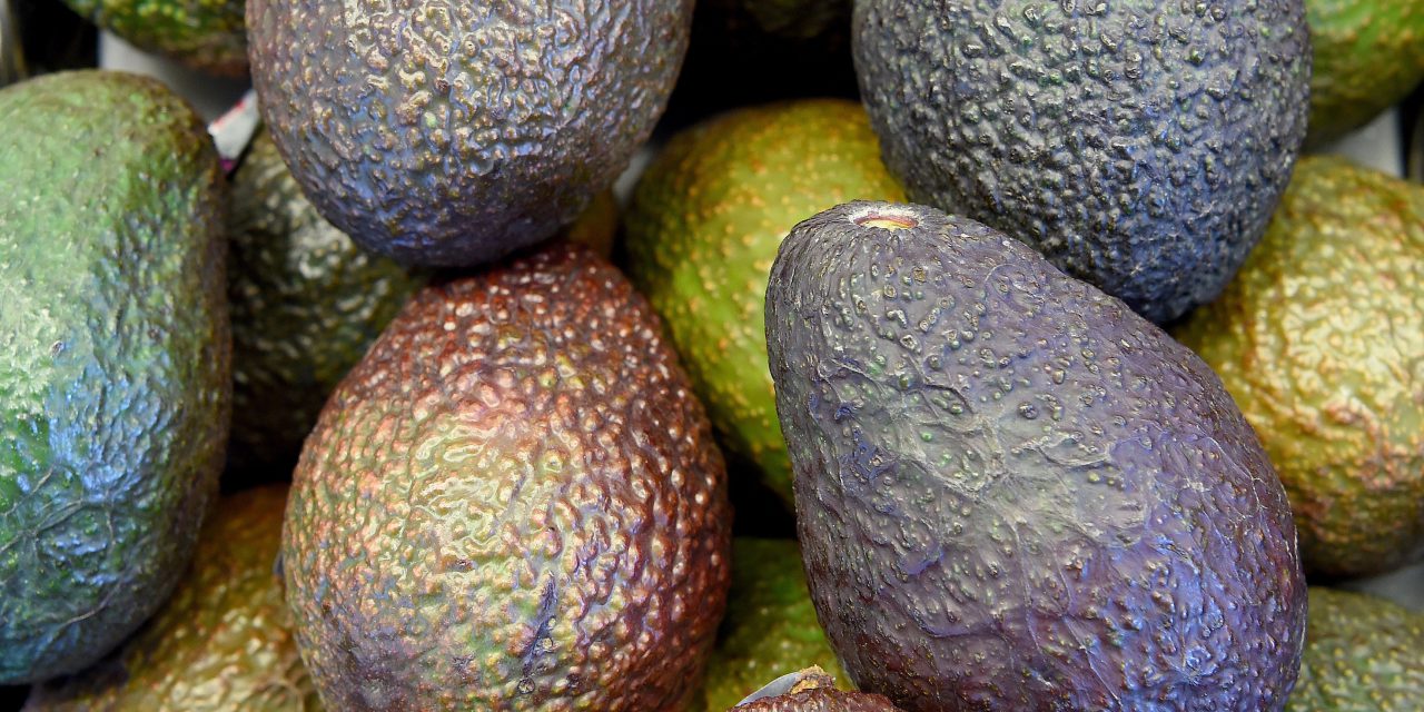 High density production: Global practices key to boosting avocado productivity