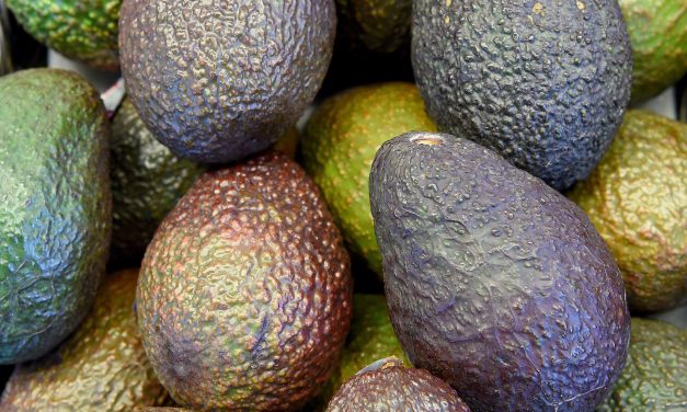 High density production: Global practices key to boosting avocado productivity