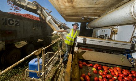 Federal Court ruling on backpacker tax cautiously welcomed by AUSVEG