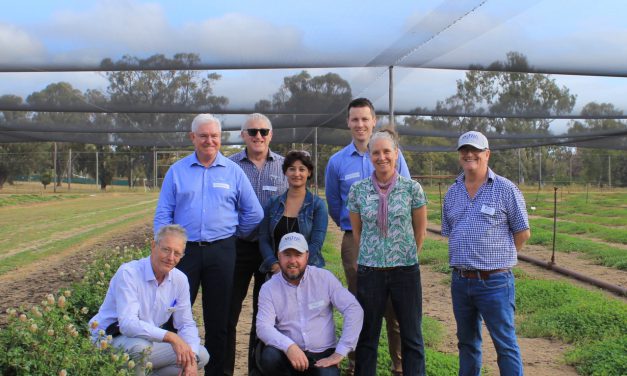 New joint venture to improve annual legume breeding