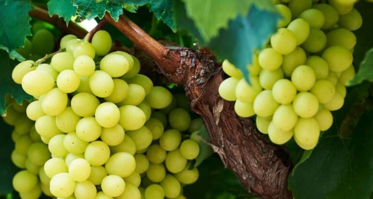 Consumers win as industry sets new “taste” standards for Table Grapes