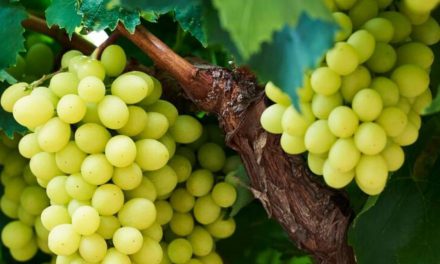 Consumers win as industry sets new “taste” standards for Table Grapes