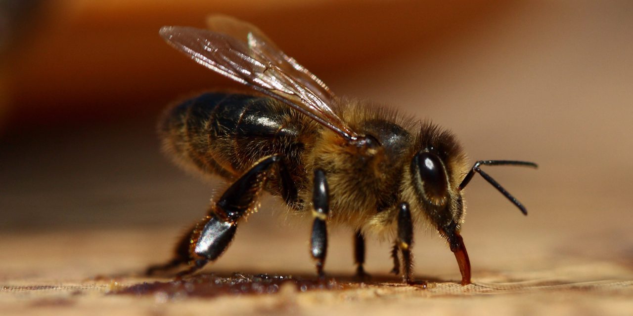 Australian honey abuzz with high-value antibacterial activity