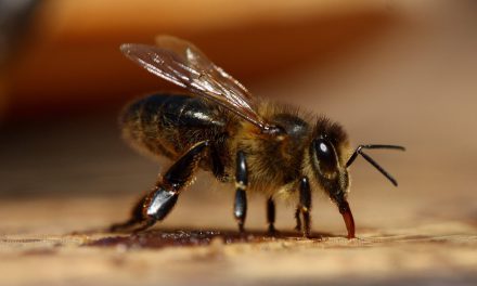 Australian honey abuzz with high-value antibacterial activity