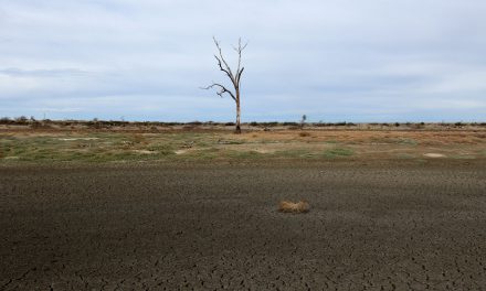 Producers reminded to use CVDs as drought continues