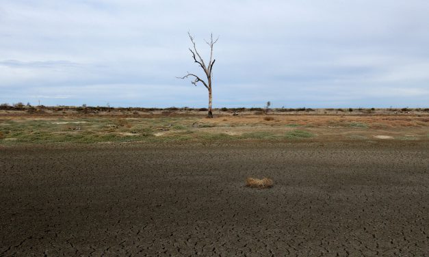 Producers reminded to use CVDs as drought continues