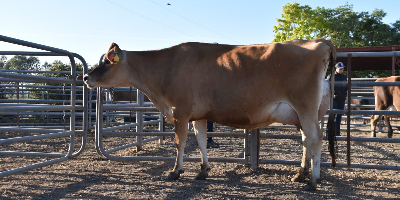 Nation’s richest beef competition brings big benefits