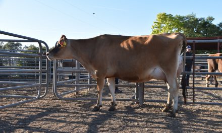 Nation’s richest beef competition brings big benefits