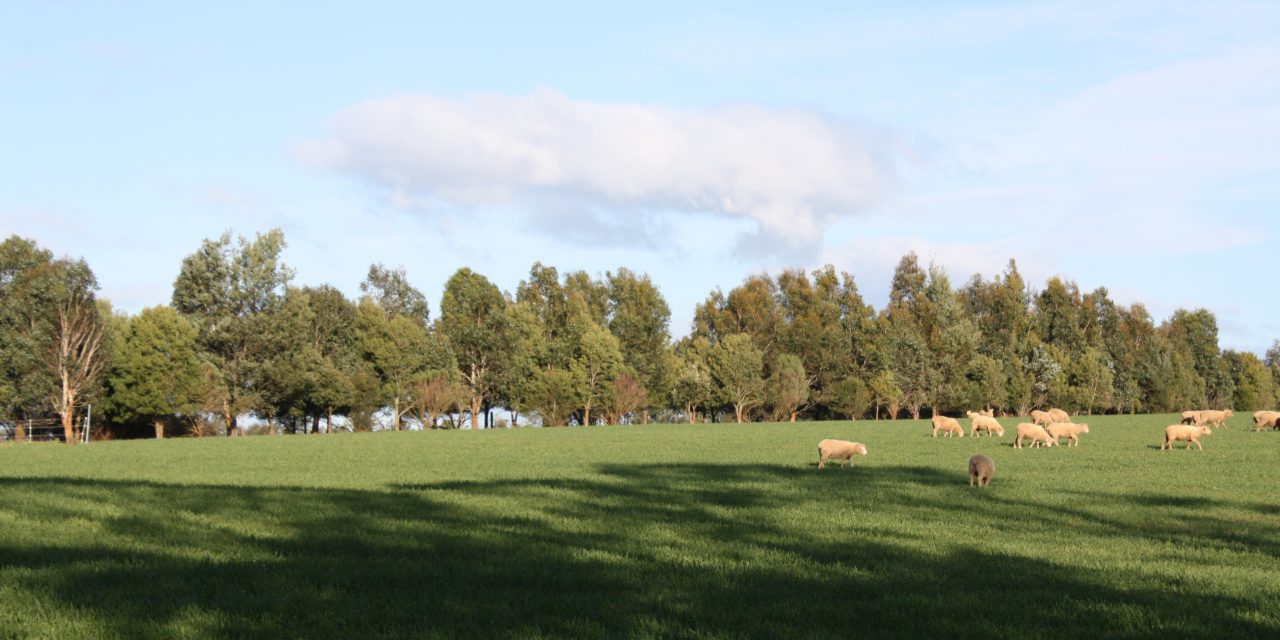 Productive farms are critical to saving species and protecting biodiversity in Tasmania and beyond