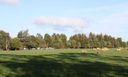 Productive farms are critical to saving species and protecting biodiversity in Tasmania and beyond