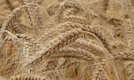 Herbicide tolerant wheat to improve productivity