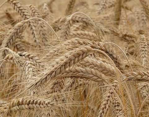 Herbicide tolerant wheat to improve productivity