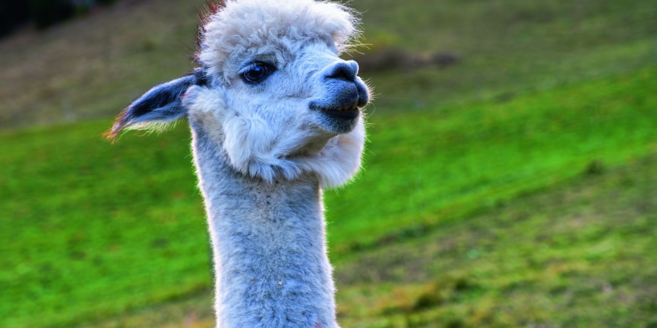 Did you hear the one ABOUT THE ALPACA FARM?