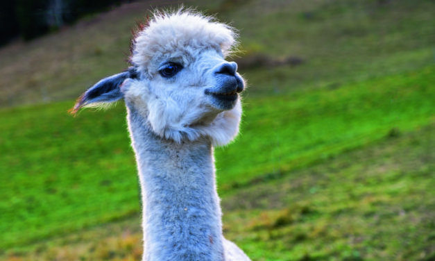 Did you hear the one ABOUT THE ALPACA FARM?