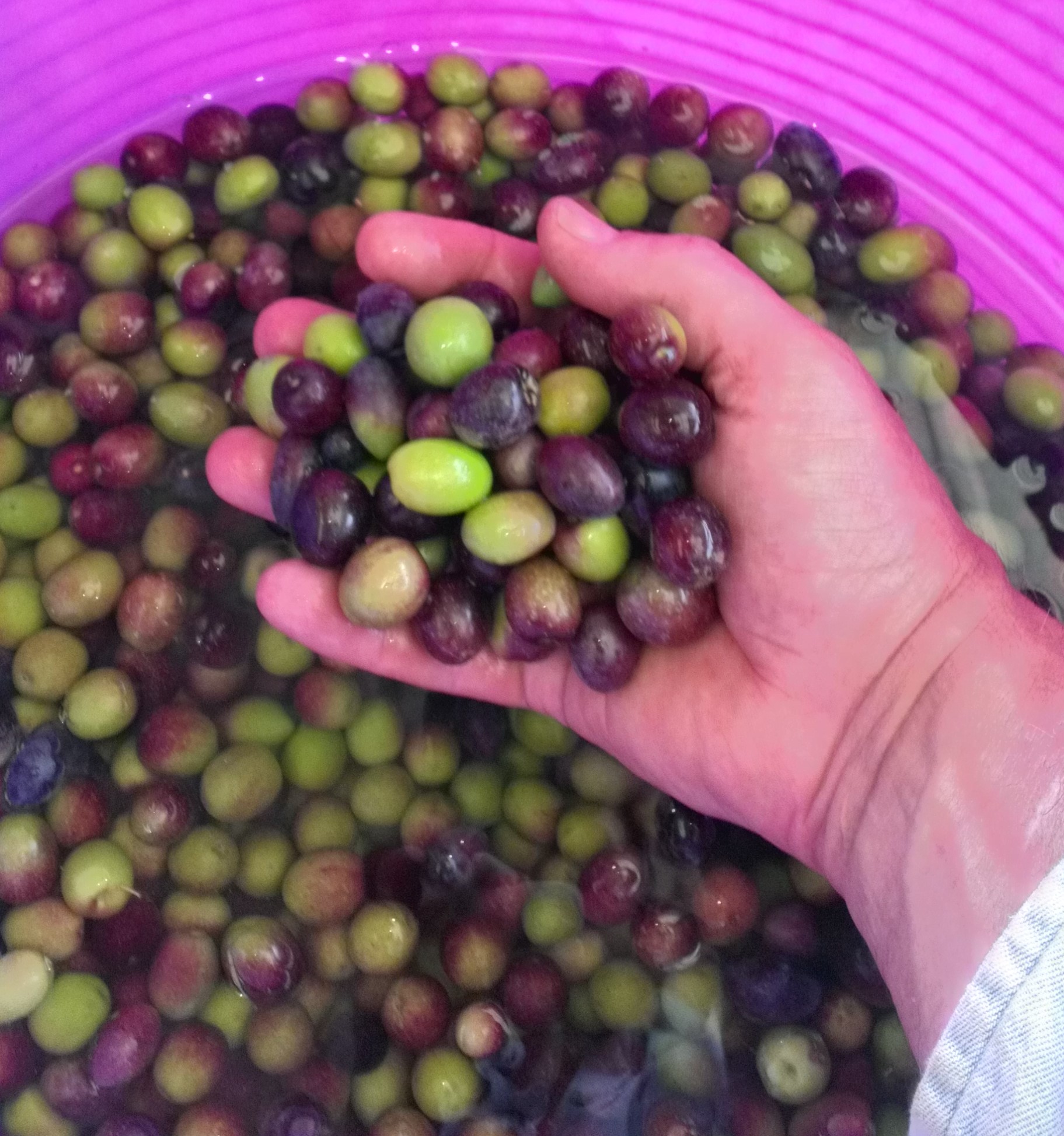 No, there’s no Olive here Small Farms Magazine & Book Shop