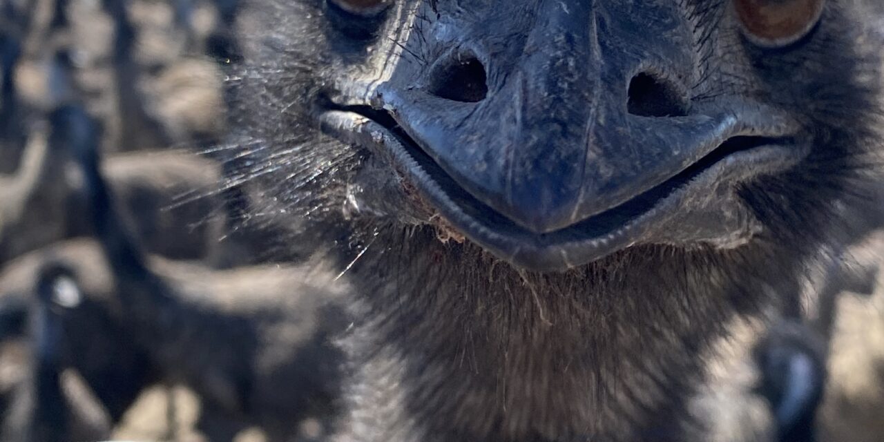 Emus rule the roost