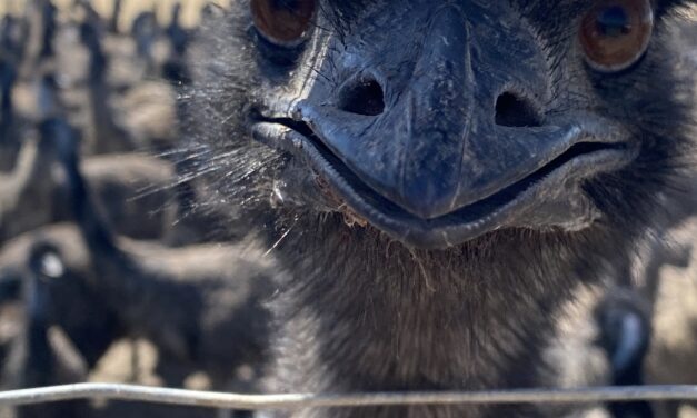 Emus rule the roost