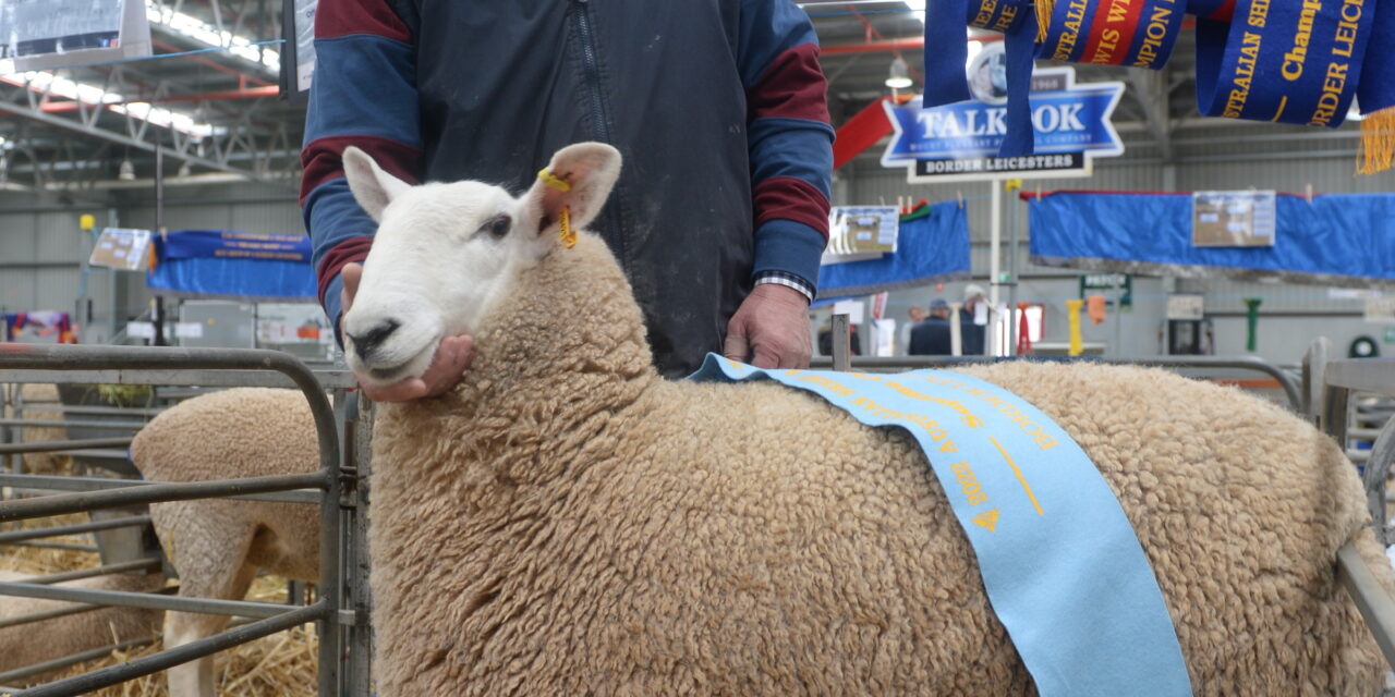 Sheep show back with a bang