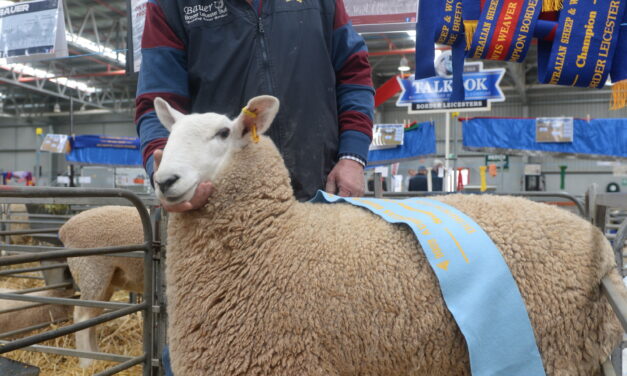 Sheep show back with a bang