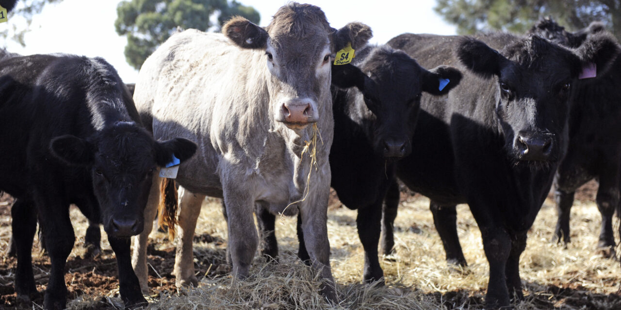 Aussie beef with a French accent