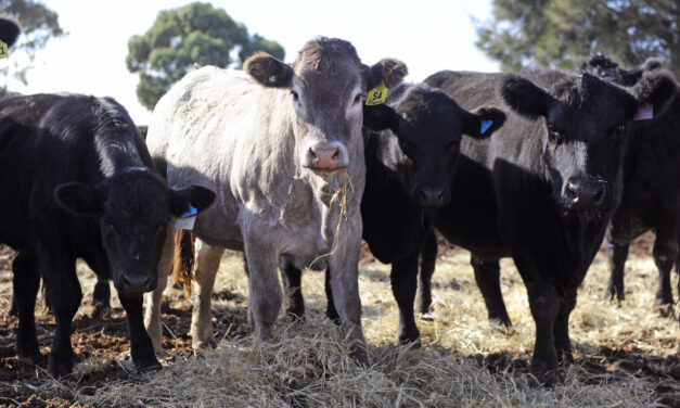 Aussie beef with a French accent